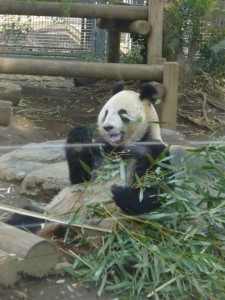 Panda beer
